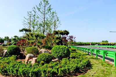 抓住契機廣添綠，綠色商河譜新篇