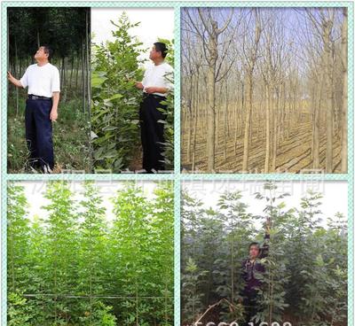 白臘樹小苗 綠化工程優(yōu)選，規(guī)格齊全，量大從優(yōu)