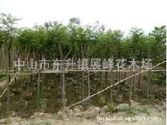 中山市東升鎮(zhèn)展峰花木場 綠化工程中藍花楹的優(yōu)質供應商選擇