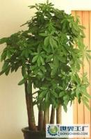 打造綠色生態(tài)空間 庭園設(shè)計(jì)與綠化工程的完美融合