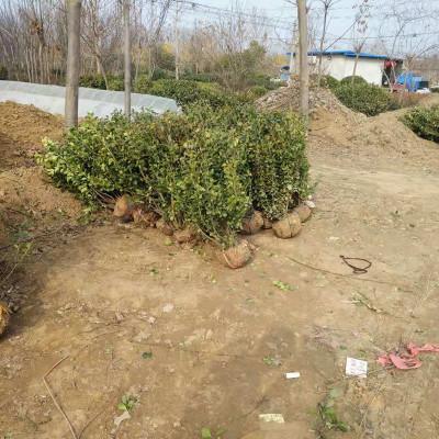 萬(wàn)青園林供應(yīng)優(yōu)質(zhì)冬紅衛(wèi)矛及工程苗木，助力四季常青綠化工程