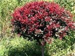 四川高桿桂花,品種好的紫葉李推薦-四川萬鼎園林綠化工程提供四川高桿桂花,品種好的紫葉李推薦的相關(guān)介紹、產(chǎn)品、服務(wù)、圖片、價格四川成都小葉楨楠、金絲楠木、小葉楨楠、銀杏、黃葛樹、叢生香樟、