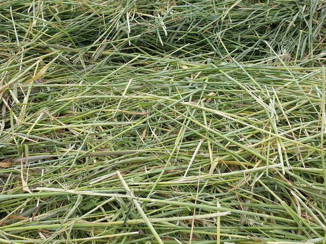 羊草有哪些飼用價(jià)值