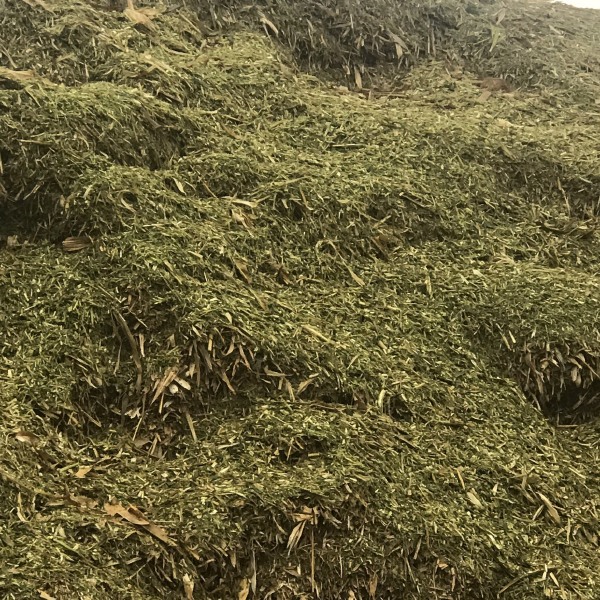 青儲(chǔ)草 秸稈 青貯 牛羊飼料 牧草